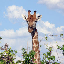 Giraffe in Kenia