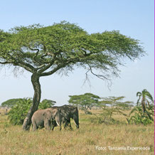 Kenia und Tanzania Lodgesafaris