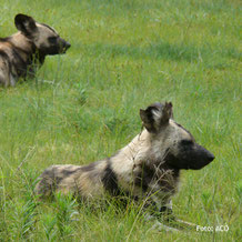 Wilde Hunde, auf Lodgesafari in Tanzania