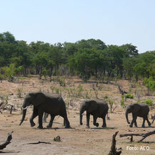 Zimbabwe Lodgesafaris Elefantenherden - Reise durch Zimbabwe
