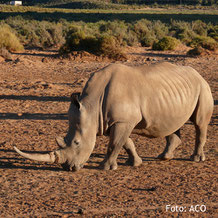 Ein Nashorn, beobachtet auf einer Safari, Südafrika