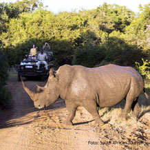 Nashorn auf einer Pirschfahrt in Südafrika