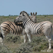 Zebras in einem Reservat in Namibia