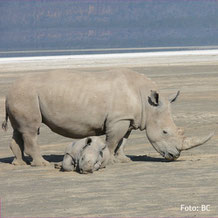 Lodgesafari in Kenia Nashorn i in einem Nationalpark