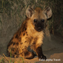 Die Tierwelt Kenias auf einer Lodge-Safari entdecken