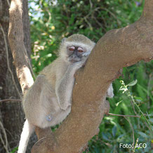 Zimbabwe Lodge Safaris Tierwelt - Reisen durch Zimbabwe - Pavian