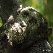 Schimpansen-Beobachtung auf einer Lodgesafari in Uganda