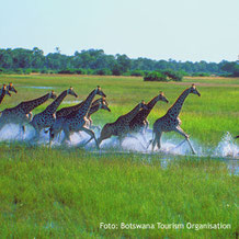 Herden von Giraffen Tierbeobachtung auf Safari in Botswana