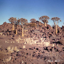 Keetmanshoop Köcherbaumwald in Namibia