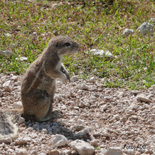 Eichhörnchen in Etosha, Namibia