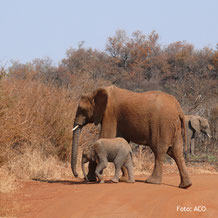 Lodgesafari Tanzania
