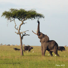 Elefanten im Nationalpark in Kenia