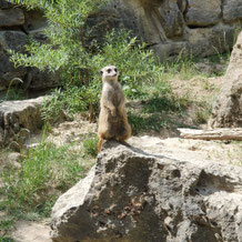 Erdmännchen auf einem Felsen