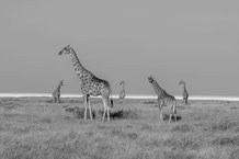 I - Etosha NP