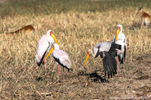 Ciconiiformes - Schreitvögel