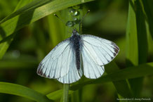 Pieridae - Weißlinge