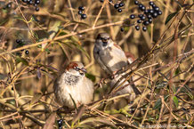 Passeriformes - Sperlingsvögel