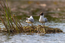 Laridae - Möwen
