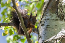 Sciuridae - Hörnchen