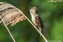 Bilder der Familie Acrocephalidae, Rohrsängerartige