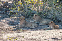 IV - Chobe NP