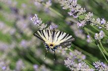 Papilionidae - Ritterfalter