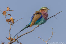 Coraciidae - Racken