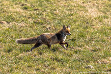 Canidae - Hunde