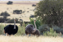 Bilder von Struthioniformes, Straußenvögel