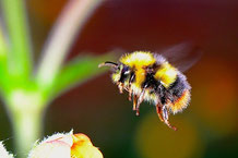 Hummel im Anflug auf eine Blüte