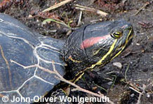 Rotwangenschmuckschildkröte: Portrait.