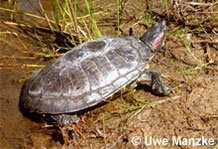 Rotwangenschmuckschildkröte: Männchen.