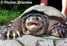 Schnappschildkröte.