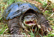 Schnappschildkröte.