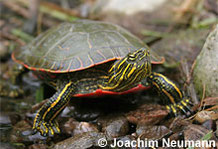 Zierschildkröte.