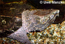 Geier-/Alligatorschildkröte.