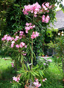 OLEANDER HAUS, Oleander Garten, Magaly