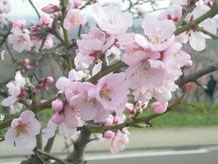 Mandelblüte Pfalz 