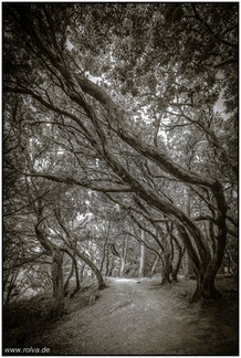 windschiefe Bäume#Roland Valter#rolva#Natur-Fotografie#Aachen 