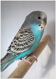 Fonzi (blauw split pallid - man)