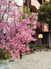 寒桜が咲き始め