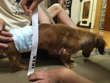 犬用車いす　犬の車イス　犬車椅子　犬用歩行器　ドッグカート　車いす犬