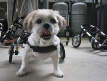 犬の車椅子　犬用車いす　犬 車イス　犬 歩行器　Dog Kart　車椅子犬　クララワークス