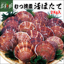 むつ湾産 活ほたて