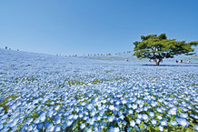 画像提供：国営ひたち海浜公園