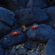 Galapagos July_16