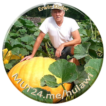 Foto von Erwin Kiefer, dem Gründer von HuLaWi im Garten mit einem Riesenkürbis❣