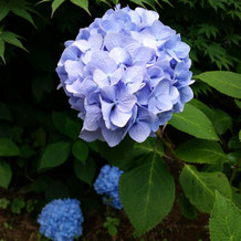 紫陽花の花