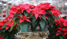 Le Poinsettia dit L'Étoile de Noël .