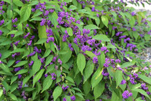 こむらさき,コムラサキ